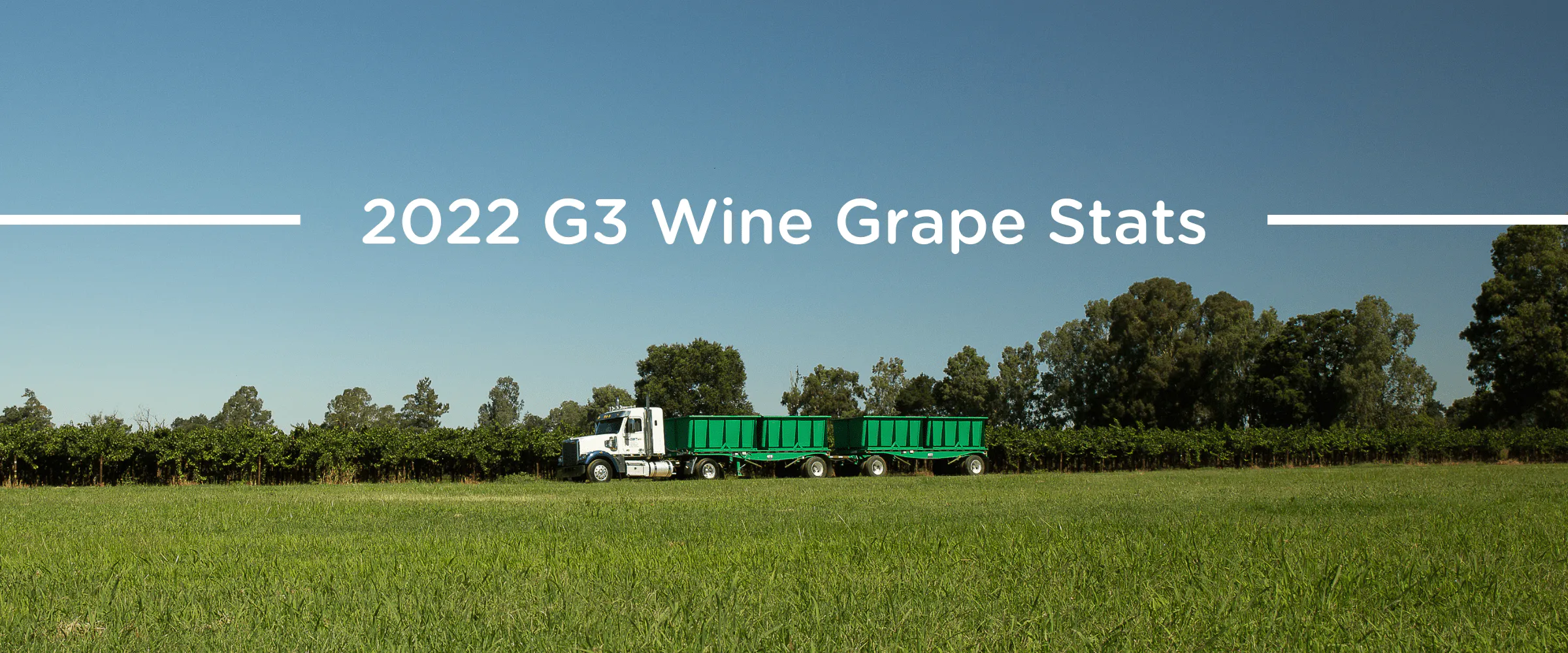 wine grape harvest